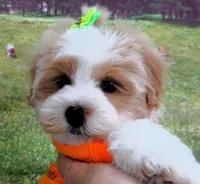 Burnett, a male Maltese for sale in Mountain Grove, MO – Photo 7 of 10