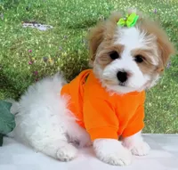 Burnett, a male Maltese for sale in Mountain Grove, MO – Photo 3 of 10