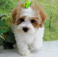 Burnett, a male Maltese for sale in Mountain Grove, MO – Photo 10 of 10