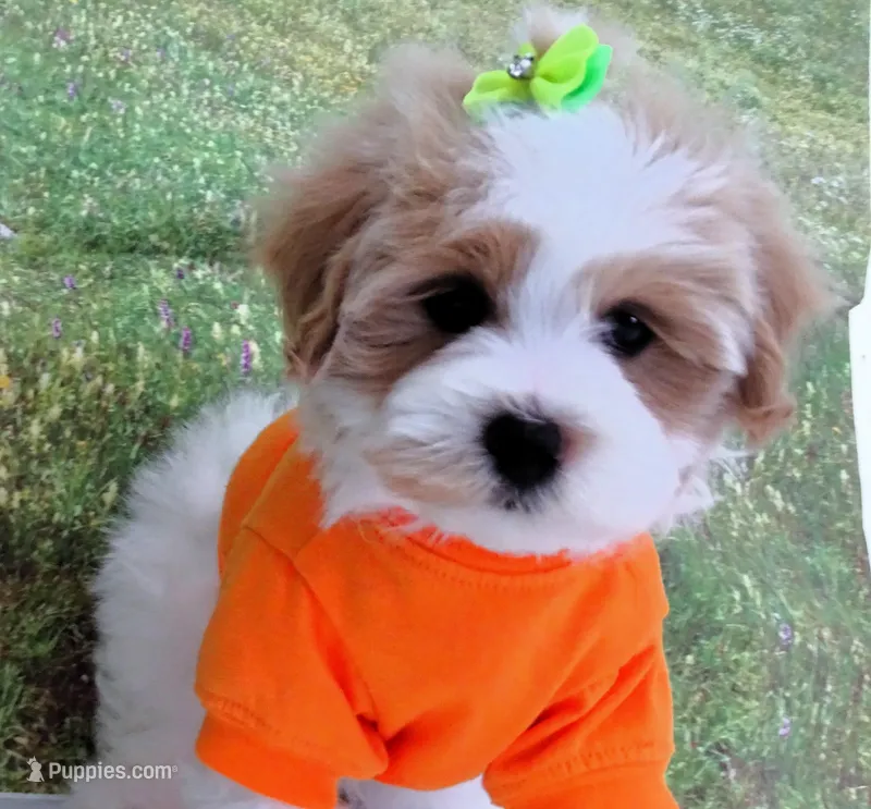 Burnett – Maltese puppy for sale in Mountain Grove, MO