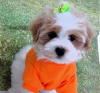 Burnett, a male Maltese for sale in Mountain Grove, MO – Photo 1 of 10