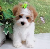 Burnett, a male Maltese for sale in Mountain Grove, MO – Photo 6 of 10