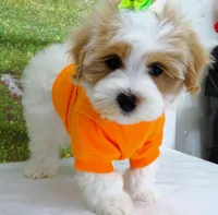 Burnett, a male Maltese for sale in Mountain Grove, MO – Photo 8 of 10