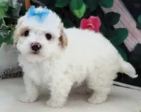 Fenway, a male Maltese and Poodle - Toy  for sale in Mountain Grove, MO – 10 of 10