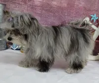 Margaret, a female Maltipoo for sale in Mountain Grove, MO – Photo 8 of 10