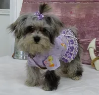 Margaret, a female Maltipoo for sale in Mountain Grove, MO – Photo 2 of 10