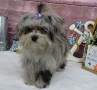 Margaret, a female Maltipoo for sale in Mountain Grove, MO – Photo 9 of 10