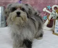 Margaret, a female Maltipoo for sale in Mountain Grove, MO – Photo 10 of 10