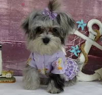 Margaret, a female Maltipoo for sale in Mountain Grove, MO – Photo 1 of 10