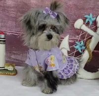 Margaret, a female Maltipoo for sale in Mountain Grove, MO – Photo 3 of 10