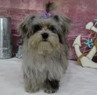 Margaret, a female Maltipoo for sale in Mountain Grove, MO – Photo 4 of 10