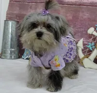 Margaret, a female Maltipoo for sale in Mountain Grove, MO – Photo 6 of 10