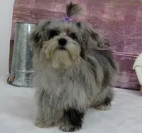 Margaret, a female Maltipoo for sale in Mountain Grove, MO – Photo 7 of 10