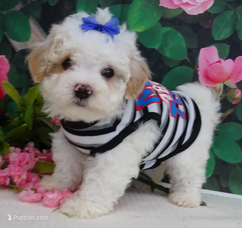 Fenway – Maltese, Poodle - Toy  puppy for sale in Mountain Grove, MO