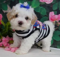 Fenway, a male Maltese and Poodle - Toy  for sale in Mountain Grove, MO – 1 of 10