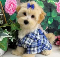 Briggs, a male Maltese for sale in Mountain Grove, MO – 8 of 10