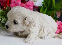 Danica, a female Maltese and Poodle - Toy  for sale in Mountain Grove, MO – 3 of 10