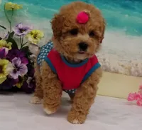 Aurora, a female Poodle - Toy  for sale in Mountain Grove, MO – Photo 3 of 10