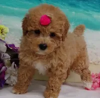 Aurora, a female Poodle - Toy  for sale in Mountain Grove, MO – Photo 10 of 10