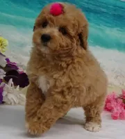 Aurora, a female Poodle - Toy  for sale in Mountain Grove, MO – Photo 6 of 10