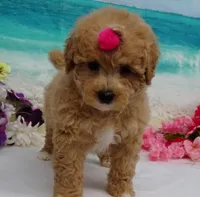 Aurora, a female Poodle - Toy  for sale in Mountain Grove, MO – Photo 7 of 10