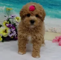 Aurora, a female Poodle - Toy  for sale in Mountain Grove, MO – Photo 8 of 10