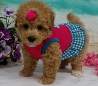 Aurora, a female Poodle - Toy  for sale in Mountain Grove, MO – Photo 2 of 10