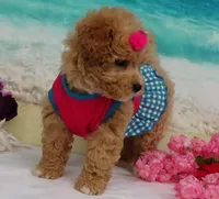 Aurora, a female Poodle - Toy  for sale in Mountain Grove, MO – Photo 9 of 10