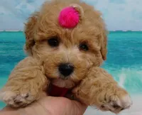 Aurora, a female Poodle - Toy  for sale in Mountain Grove, MO – Photo 5 of 10