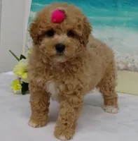 Aurora, a female Poodle - Toy  for sale in Mountain Grove, MO – Photo 1 of 10