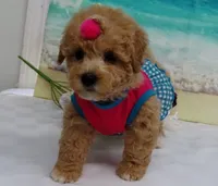 Aurora, a female Poodle - Toy  for sale in Mountain Grove, MO – Photo 4 of 10