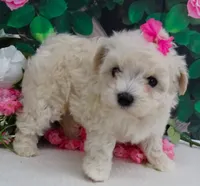 Danica, a female Maltese and Poodle - Toy  for sale in Mountain Grove, MO – 4 of 8