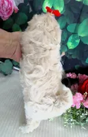Trudeau, a male Maltese and Poodle - Toy  for sale in Mountain Grove, MO – 10 of 10