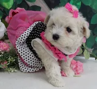 Danica, a female Maltese and Poodle - Toy  for sale in Mountain Grove, MO – 8 of 8