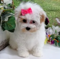 Santa Rita, a female Maltese for sale in Mountain Grove, MO – Photo 4 of 10