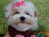 Santa Rita, a female Maltese for sale in Mountain Grove, MO – Photo 10 of 10