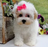 Santa Rita, a female Maltese for sale in Mountain Grove, MO – Photo 1 of 10