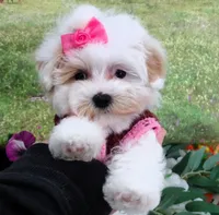 Santa Rita, a female Maltese for sale in Mountain Grove, MO – Photo 7 of 10