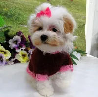 Santa Rita, a female Maltese for sale in Mountain Grove, MO – Photo 6 of 10