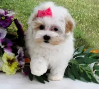 Santa Rita, a female Maltese for sale in Mountain Grove, MO – Photo 2 of 10