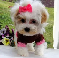 Santa Rita, a female Maltese for sale in Mountain Grove, MO – Photo 5 of 10