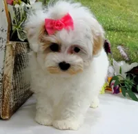 Santa Rita, a female Maltese for sale in Mountain Grove, MO – Photo 3 of 10