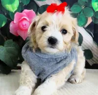Trudeau, a male Maltese and Poodle - Toy  for sale in Mountain Grove, MO – 6 of 10