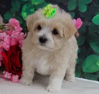 Trudeau, a male Maltese and Poodle - Toy  for sale in Mountain Grove, MO – 2 of 10