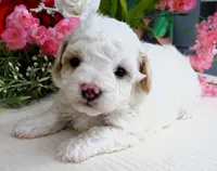 Fenway, a male Maltese and Poodle - Toy  for sale in Mountain Grove, MO – 8 of 8