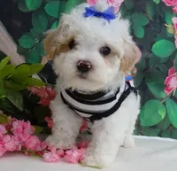 Fenway, a male Maltese and Poodle - Toy  for sale in Mountain Grove, MO – 4 of 10