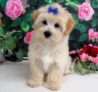 Briggs, a male Maltese for sale in Mountain Grove, MO – 9 of 10