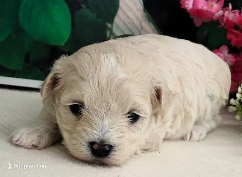 Danica – Maltese, Poodle - Toy  puppy for sale in Mountain Grove, MO