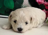 Danica, a female Maltese and Poodle - Toy  for sale in Mountain Grove, MO – 1 of 10