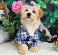 Briggs, a male Maltese for sale in Mountain Grove, MO – 7 of 10